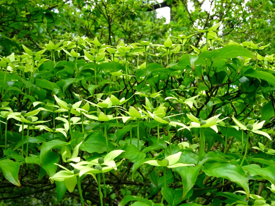 Cornouiller du Japon ou Cornouiller à fleurs, Cornus kousa… 