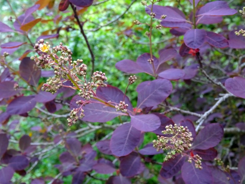 Fustet pourpre, Cotinus coggygria 'royal purple', Anacardi… 