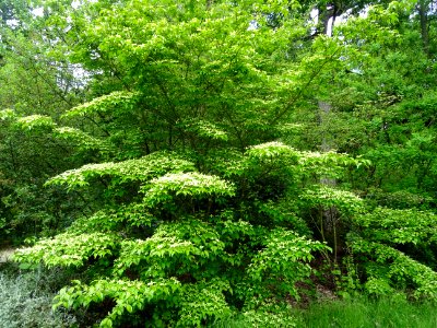 Cornouiller du Japon ou Cornouiller à fleurs, Cornus kousa… 