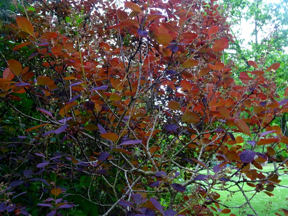 Fustet pourpre, Cotinus coggygria 'royal purple', Anacardi… 