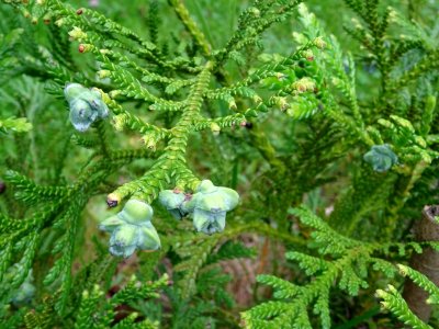 Jeunes rameaux et cônes juvéniles ( inflorescences femelle… 