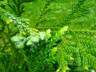 Jeunes rameaux et cônes juvéniles ( inflorescences femelle… 