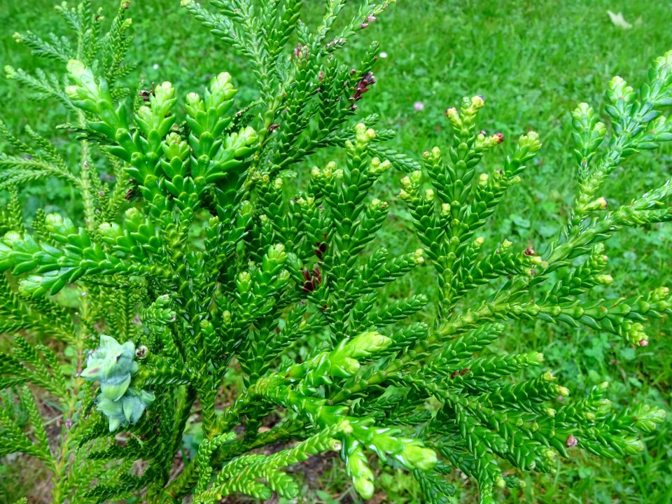Jeunes rameaux et cônes juvéniles ( inflorescences femelle… 
