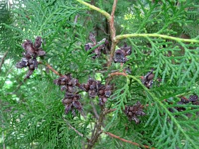 Rameaux et cônes secs (inflorescences femelles) du Cyprès … 