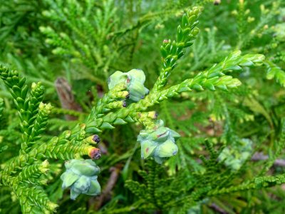 Jeunes rameaux et cônes juvéniles ( inflorescences femelle… 