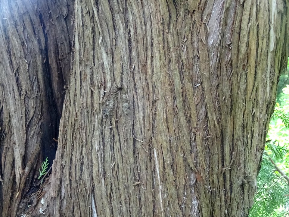 Tronc du Cyprès de Lawson, Chamaecyparis lawsoniana, Cupre… 
