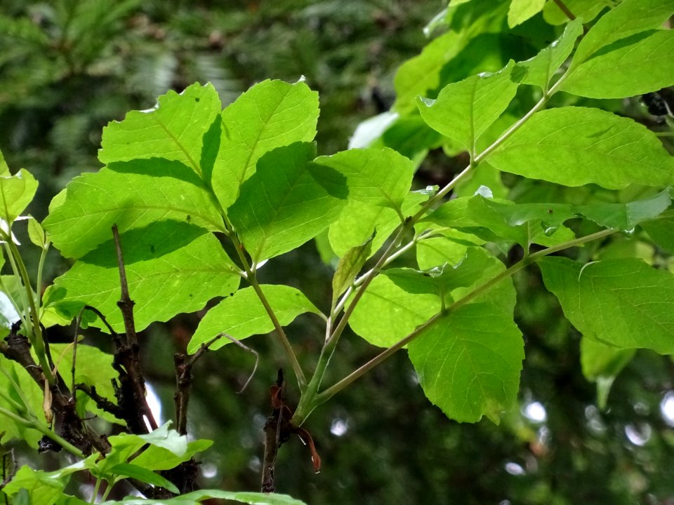 Feuilles du Frêne à fleurs ou Orne, Fraxinus ornus, Oléacé… 