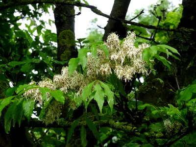Inflorescences et feuilles du Frêne à fleurs ou Orne, Frax… 