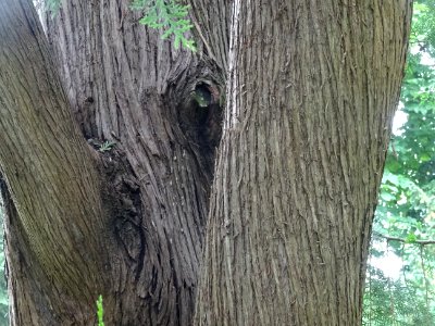 Tronc du Cyprès de Lawson, Chamaecyparis lawsoniana, Cupre… 