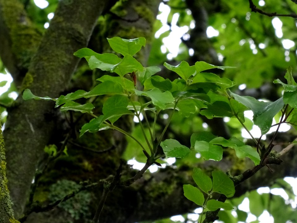 Feuilles du Frêne à fleurs ou Orne, Fraxinus ornus, Oléacé… 