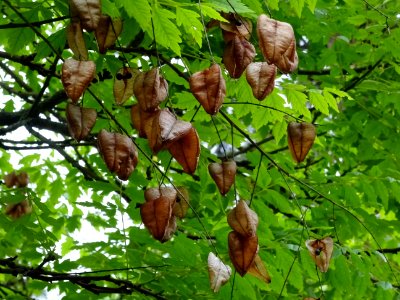 Capsules automnales du Savonnier, Koelreuteria paniculata,… 