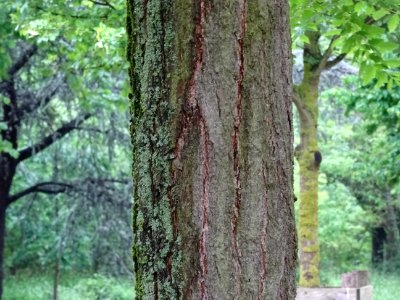 Tronc du Savonnier, Koelreuteria paniculata, Sapindacées 