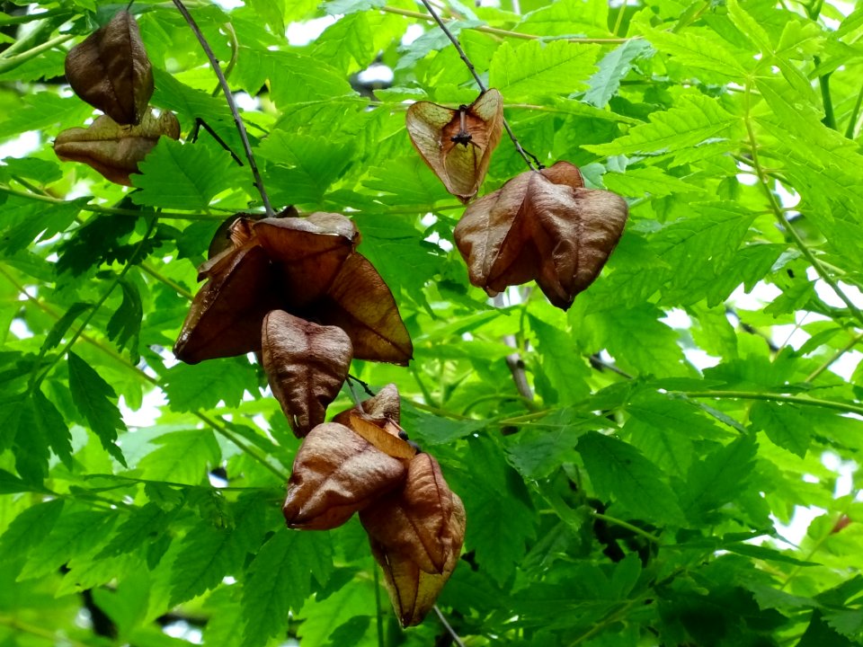 Capsules automnales du Savonnier, Koelreuteria paniculata,… 
