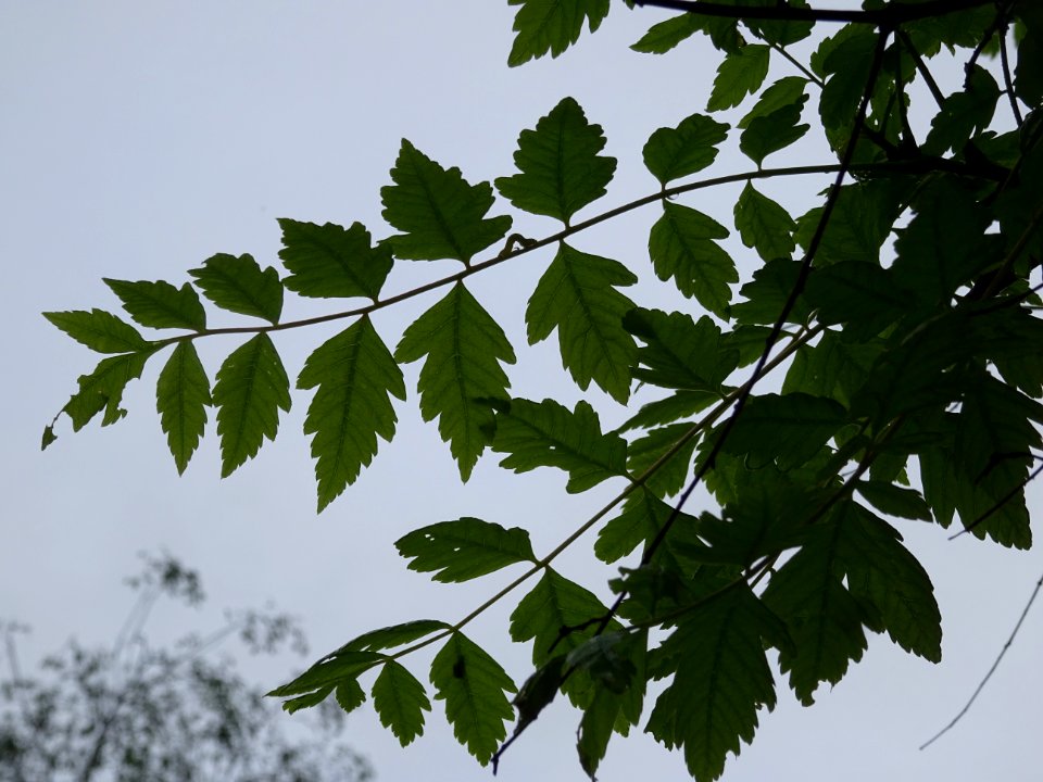 Feuilles du Savonnier, Koelreuteria paniculata, Sapindacée… 