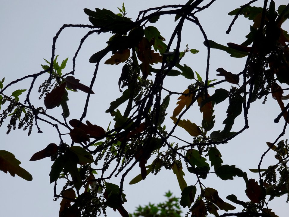 Feuilles et châtons pendants de Chêne hispanique, Quercus … 