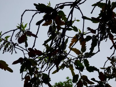 Feuilles et châtons pendants de Chêne hispanique, Quercus … 