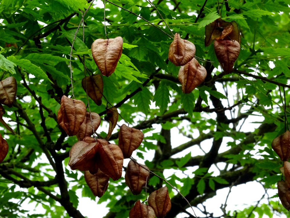 Capsules automnales du Savonnier, Koelreuteria paniculata,… 