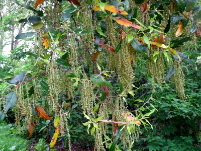 Feuilles et châtons pendants de Chêne hispanique, Quercus … 