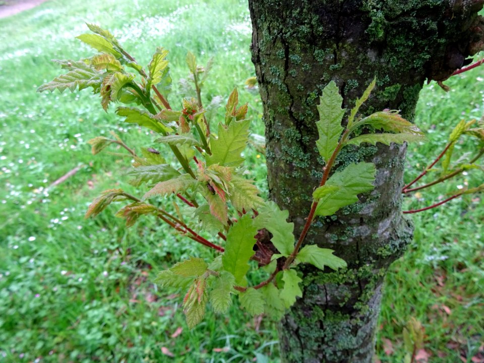 Jeunes feuilles de Chêne hispanique, Quercus hispanica, Fa… 