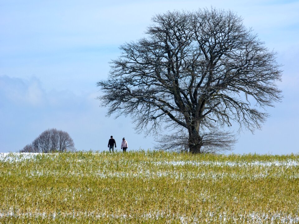Tree silhouette personal