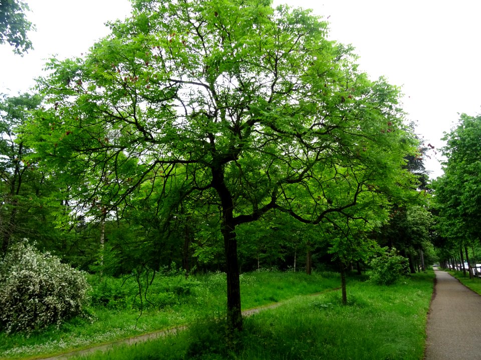 Savonnier, Koelreuteria paniculata, Sapindacées 