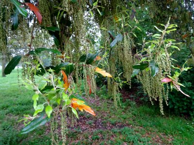 Feuilles et châtons pendants de Chêne hispanique, Quercus … 