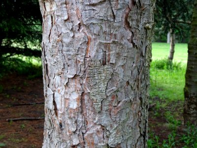 Tronc du Pin noir d'Autriche, Pinus nigra austriaca, Pinac… 