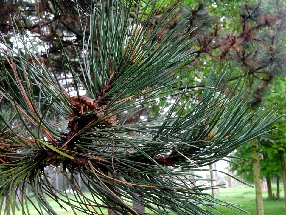 Aiguilles du Pin noir d'Autriche, Pinus nigra austriaca, P… 