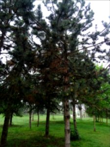 Pin noir d'Autriche, Pinus nigra austriaca, Pinacées 