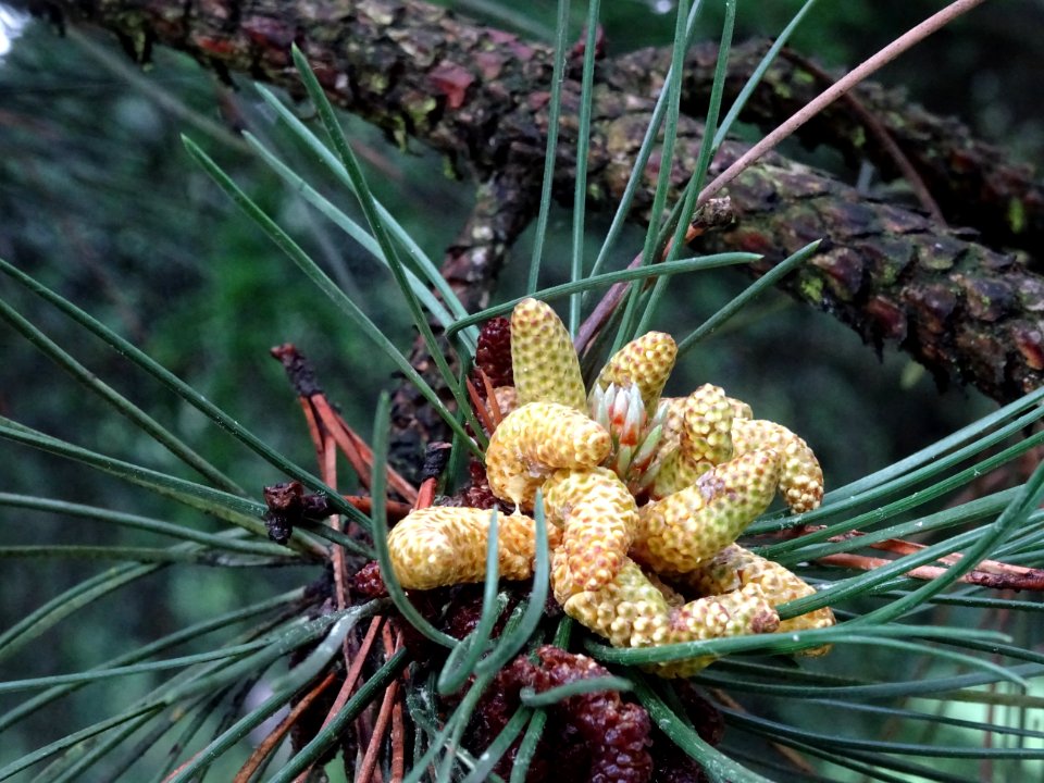 Cônes mâles du Pin noir d'Autriche, Pinus nigra austriaca,… 