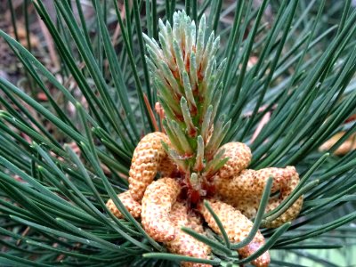 Cônes mâles du Pin noir d'Autriche, Pinus nigra austriaca,… 
