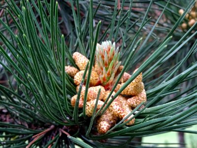 Cônes mâles du Pin noir d'Autriche, Pinus nigra austriaca,… 
