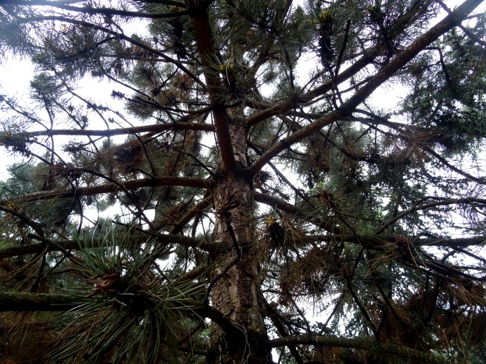 Pin noir d'Autriche, Pinus nigra austriaca, Pinacées 