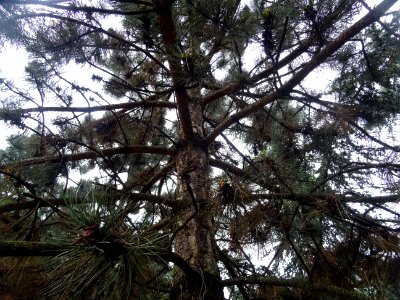 Pin noir d'Autriche, Pinus nigra austriaca, Pinacées 