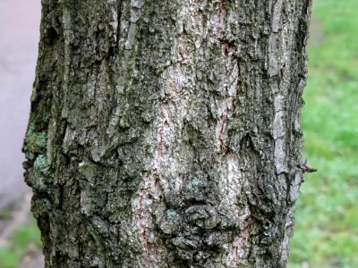 Tronc du Chêne denté ou chêne daimyo, Quercus dentata, Fag… 