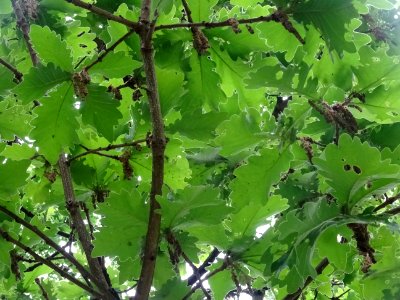 Feuilles vues par en dessous du Chêne denté ou chêne daimy… 