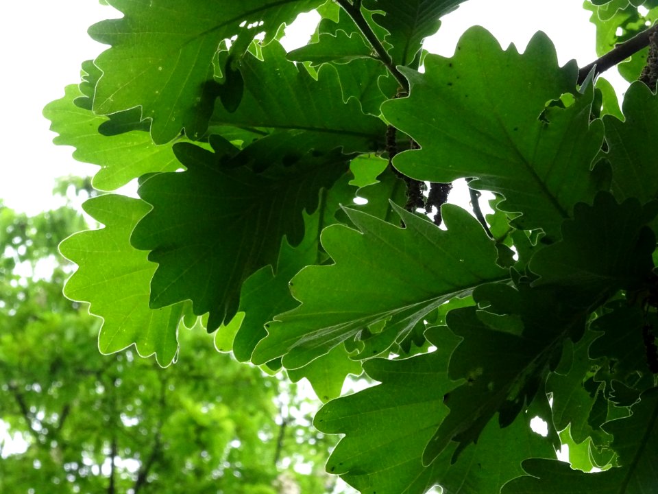 Feuilles vues par en dessous du Chêne denté ou chêne daimy… 