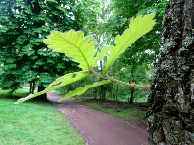 Feuilles et tronc du Chêne denté ou chêne daimyo, Quercus … 