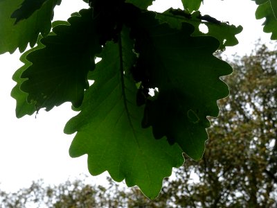 Feuilles vues par en dessous du Chêne denté ou chêne daimy… 