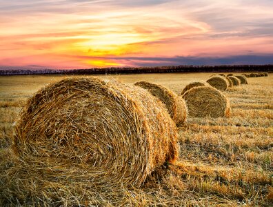 Rural field hay photo