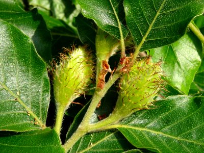 Châtons femelles en cupule du Hêtre pleureur, Fagus sylvat… 