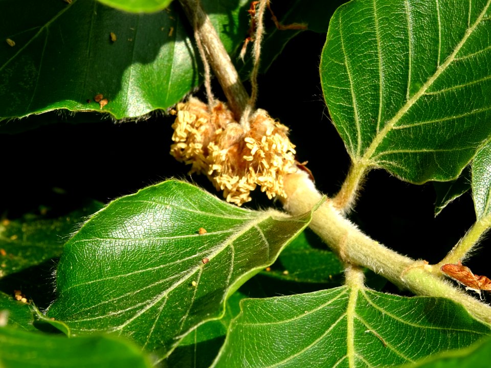 Châtons mâles du Hêtre pleureur, Fagus sylvatica pendula, … 