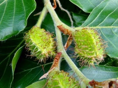 Châtons femelles en cupule du Hêtre pleureur, Fagus sylvat… 
