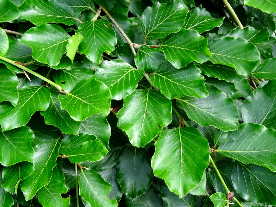 Feuilles du Hêtre pleureur, Fagus sylvatica pendula, Fagac… 