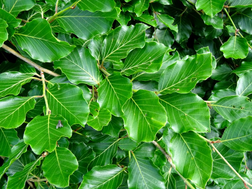 Feuilles du Hêtre pleureur, Fagus sylvatica pendula, Fagac… 