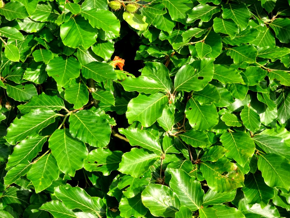 Feuilles du Hêtre pleureur, Fagus sylvatica pendula, Fagac… 