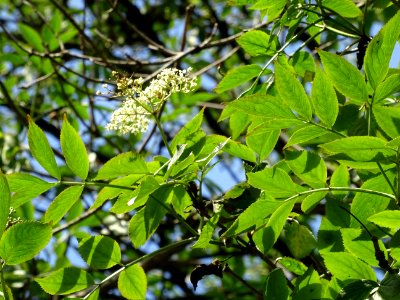 Inflorescence fleurie et feuilles du Sureau noir, Sambucus… 