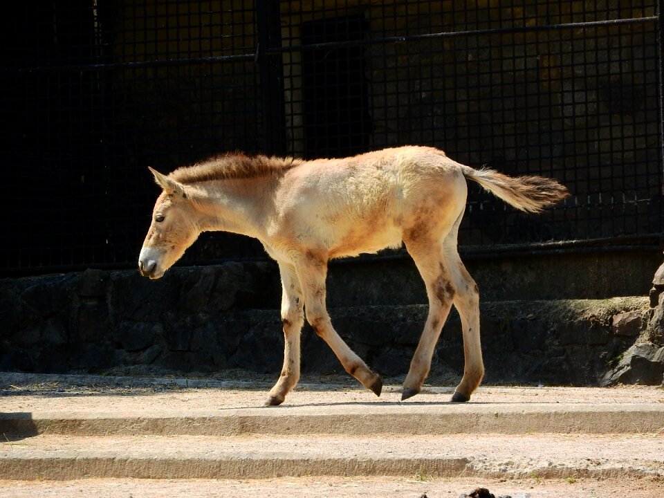 The prague zoo mongolian horse the takhi