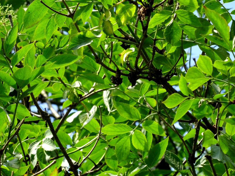 Feuilles du Sureau noir, Sambucus nigra, Caprifoliacées 