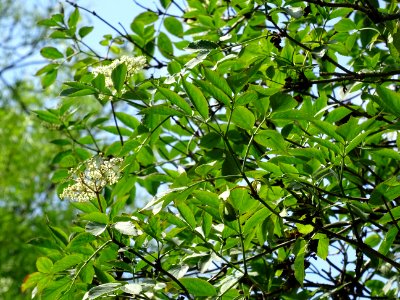 Inflorescences et feuilles du Sureau noir, Sambucus nigra,… 